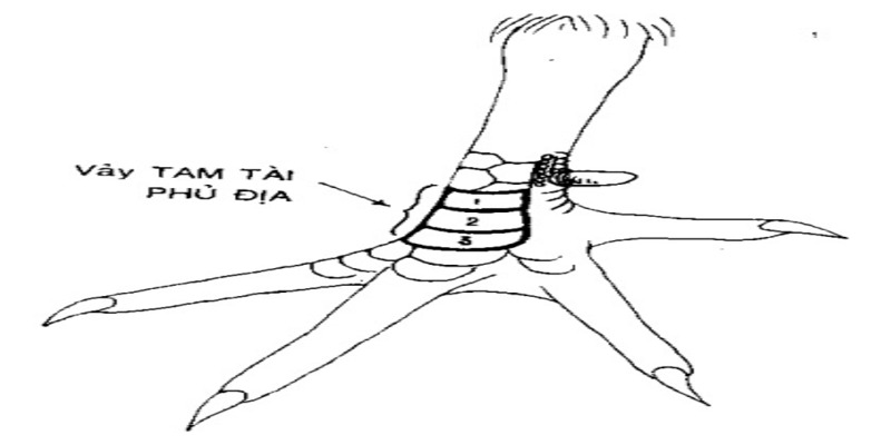 Vảy gà Phủ Địa quý hiếm